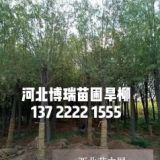 8公分國槐價格，五角楓基地，金葉白蠟產(chǎn)地，河北紅花槐