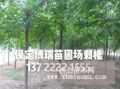 10公分五角枫价格，红花槐基地，金叶白蜡多少钱，合欢