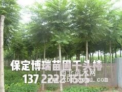 金叶白蜡价格，8公分五角枫基地，金叶槐报价，河北白蜡