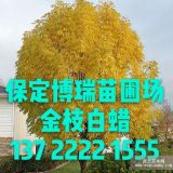 6公分香花槐價格，五角楓報價，紅花槐基地，保定白蠟