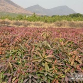 木荷小苗种植基地、木荷小苗价格