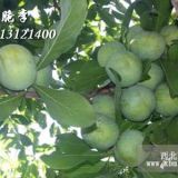 2018李子苗價格，李子樹苗價格，李子苗多少錢一株？