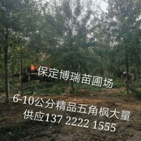 金叶槐价格，河北五角枫基地，金叶白蜡报价，河北香花槐