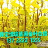 金叶白蜡 金叶榆 垂柳 法桐 洋槐 香花槐