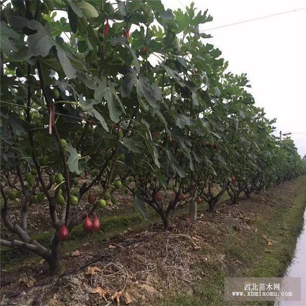 無花果苗品種 斯特拉無花果苗_果樹苗_--西北苗木網