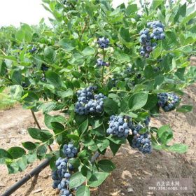 北京茂盛果樹銷售基地常年銷售北京藍(lán)莓樹葡萄樹蘋果樹柿子樹棗樹