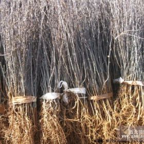 河北花椒苗石家庄花椒苗沧州花椒苗保定花椒苗