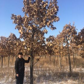 2018年春季苗木熱銷：蒙古櫟，開原本地苗圃直銷