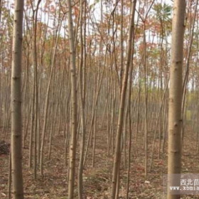 火炬树价格/火炬树行情/河北保定火炬树基地