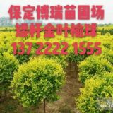 金叶榆报价，香花槐价格，旱柳基地，河北速生柳