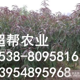 大量供应优质红叶碧桃