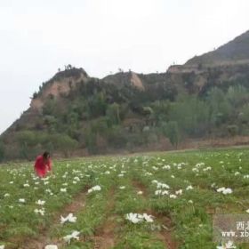 菏泽丹凤牡丹苗价格 菏泽丹凤牡丹苗基地