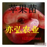 優(yōu)質(zhì)紅肉蘋果苗品種