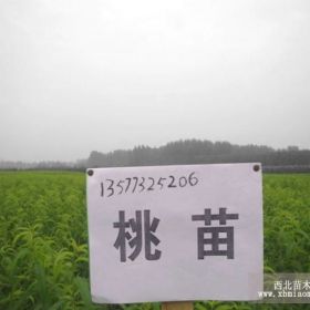 冬桃苗中华二号品质选择云南开远繁荣苗圃