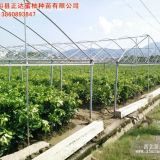 贵州三红蜜柚苗果实采收技巧，哪里有三红蜜柚苗基地