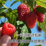 南方樹莓苗覆盆子苗一元試種啦