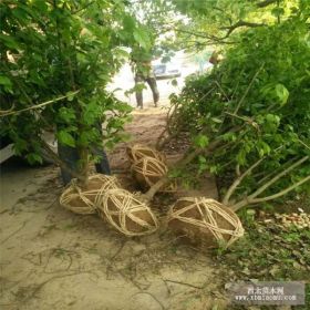 丛生腊梅价格、独杆腊梅、江苏直供腊梅