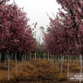 西府海棠、垂丝海棠、西府海棠价格低