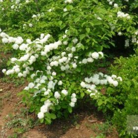 批发红花绣球 斗球木绣球 白花绣球苗品种齐全木绣球小苗量大优