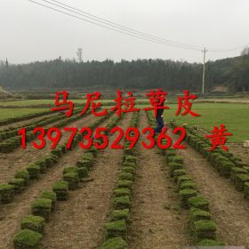 郴州马尼拉草皮马尼拉草皮基地