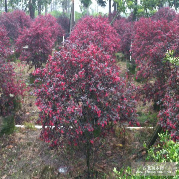 紅花繼木小