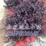 2018年紅花繼木苗報價表