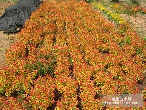 金山绣线菊