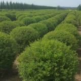 開原海景苗圃繡線菊球精品繡線菊球價格遼寧繡線菊球基地