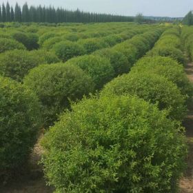 開(kāi)原海景苗圃繡線菊球精品繡線菊球價(jià)格遼寧繡線菊球基地