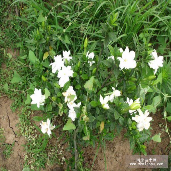 栀子花