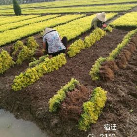 急售50万株黄刺玫、100万株金叶女贞