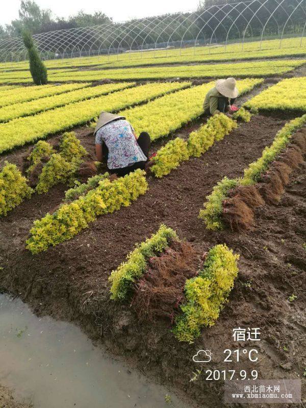 黃刺玫