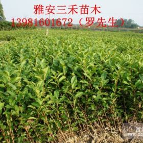 基地直發(fā)各品種茶苗