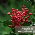 臨沂花椒苗價格、花椒苗批發(fā)