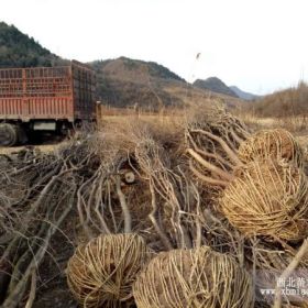 批发陕西苗木茶条槭 陕西茶条槭价格 绿化苗木茶条槭基地