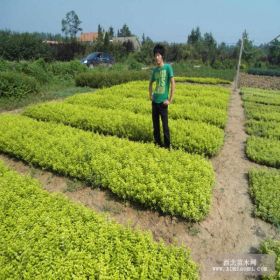 自產(chǎn)自銷苗圃小苗金葉女貞、瓜子黃楊、衛(wèi)矛、小波苗