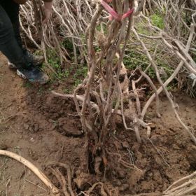 多花凌霄花樹爬藤凌霄樹苗炮仗花樹苗屋頂盆栽花園庭院攀援