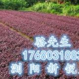 瀏陽紅花繼木小苗、低價直銷紅花繼木基地