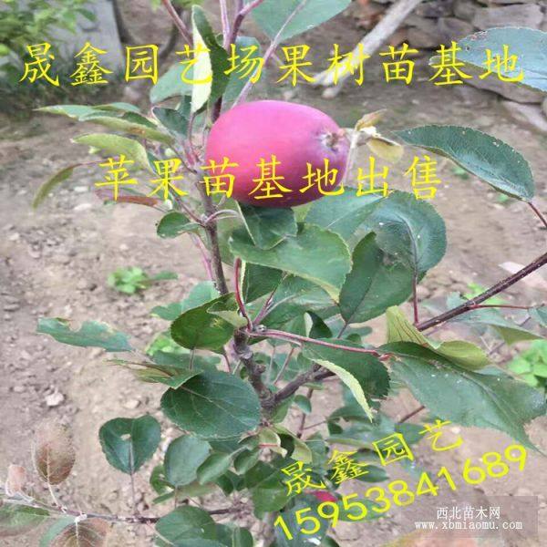 苹果苗