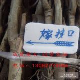 梨苗品種介紹,梨樹(shù)苗多少錢(qián)一根,1公分梨樹(shù)品種介紹