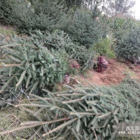 甘肃苗木基地供应樟子松侧柏油松