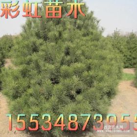 4米白皮松價(jià)格*4米白皮松*山西4米白皮松