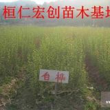 白桦苗、白桦小苗、白桦苗价格、白桦基地