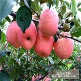 紅肉蘋(píng)果苗品種