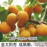    杏樹苗價(jià)格|山東御景苗木種植中心