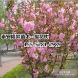 樱花价格10公分樱花价格11公分樱花价格