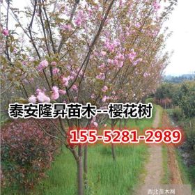 樱花价格12公分樱花价格13公分樱花价格