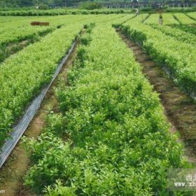 大量供應(yīng)花灌木|河北楊|竹柳|國槐|絲棉木|刺槐等生態(tài)苗木