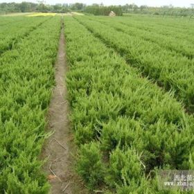 供应30-60厘米龙柏苗木 陕西龙柏种植基地大量销售