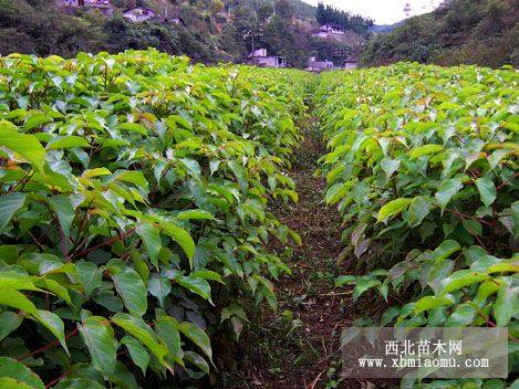 重阳木小苗